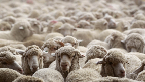 Following God: How do we become like sheep?