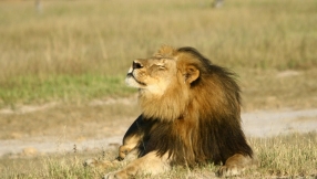 Zimbabwe lifts hunting ban imposed after Cecil killing 