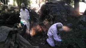 California probes 2nd case of plague; both victims of biblical disease visited Yosemite