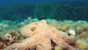 Octopus amazes scientists for being a very unusual, complex and intelligent creature