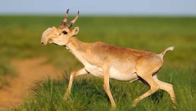 Apocalyptic sign? 60,000 antelopes in Kazakhstan mysteriously die in 4 days