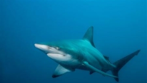 Shark deterrent and detection technologies to keep Australian seas safe