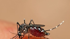 California\'s new winged killers: 2 species of disease-carrying mosquitoes pose threats