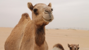 The camel and the needle: What did Jesus really mean?