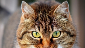 Ten reasons it\'s okay for Christians to hate cats