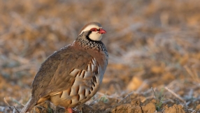 What was the partridge doing in the pear tree, anyway? How the song could teach you about the Bible