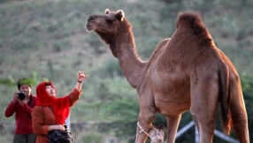 Kiss on camel lands woman in trouble in Saudi Arabia; mother-in-law says act is \'sacrilegious\'