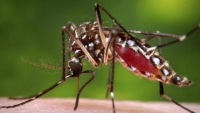 Over 2,400 babies in Brazil suspected to have brain damage due to mosquito-borne virus that came from monkeys