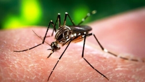 Untreatable mosquito-borne disease that can cause deformities in babies reaches Texas