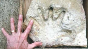 Fossils debunk evolution theory, support belief that God created life on Earth