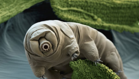 Japanese scientists bring back to life tiny \'water bears\' frozen for more than 30 years