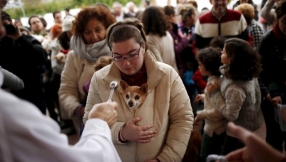 6 cute pictures of pets being blessed on St Anthony\'s Day in Spain