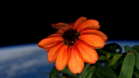 NASA grows zinnia flower in space, plans to propagate more plants for astronauts\' food on long journeys