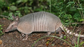 U.S. faces new health threat: Leprosy transmitted to humans by armadillos