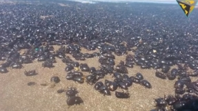 Another sign of the coming apocalypse? Millions of bugs invade Argentina beach