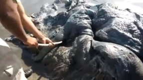 Mysterious 13-foot long sea monster surfaces on Mexico tourist beach