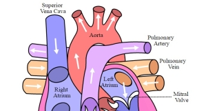 Scientists closer to growing human hearts after developing heart tissue from skin cells