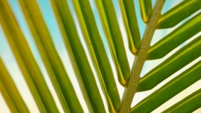 A need-to-know guide to Palm Sunday