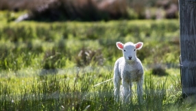 PETA calls for Christians to vegan in time for Easter; would you take up the challenge?