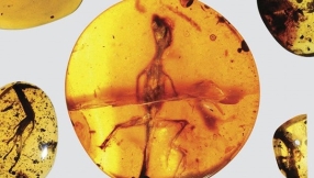 No evolution? Ancient lizards preserved in amber support Creationism, say Christian scientists