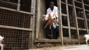 Uganda: Christian church attacked and \'unholy\' pigs slaughtered