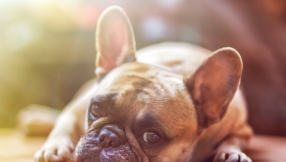 Pets and four other things we often love more than our neighbours 