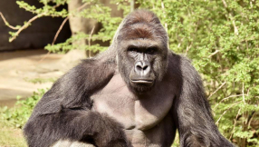 Outrage grows at killing of gorilla to save boy at Ohio zoo 