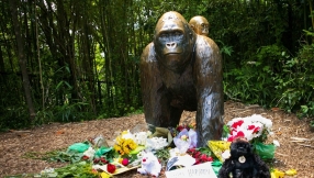 Franklin Graham, Perry Noble weigh in on Harambe\'s death: Human life has more value