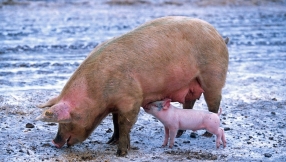 Crossing the line: Should scientists create pig-human hybrids?  