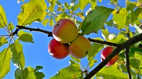 National Apple Day: Why We\'ve Got The Forbidden Fruit All Wrong