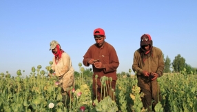 Opium Crops Spread In Afghanistan As Taliban Gains Ground 